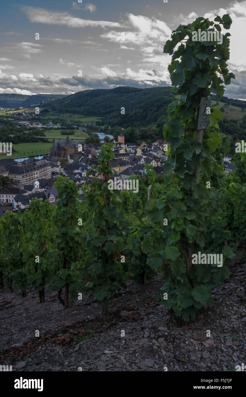 Le Riesling vignes appartenant à Weingut Zilliken, Saarburger Rausch vignoble, Saarburg, Rheinland-Pfalz, Allemagne Banque D'Images