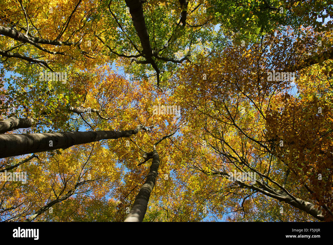 Fagus sylvatica. Regardant les hêtres avec feuillage d'automne et ciel bleu. UK Banque D'Images