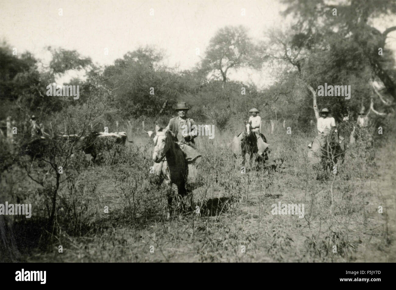 Chasseurs chevaux chasseurs Banque de photographies et d’images à haute ...
