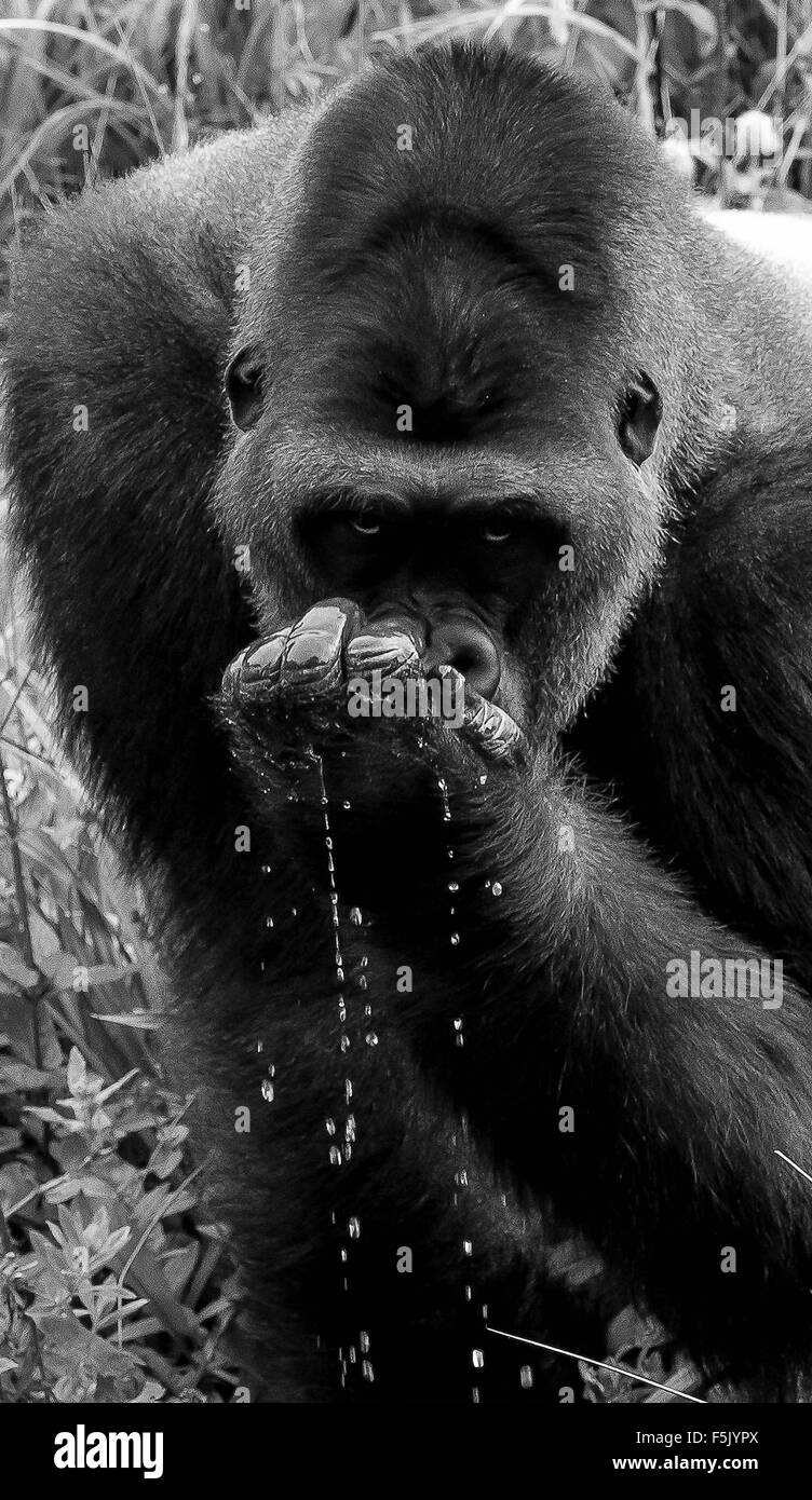 Gros plan d'un macareux moine Banque D'Images