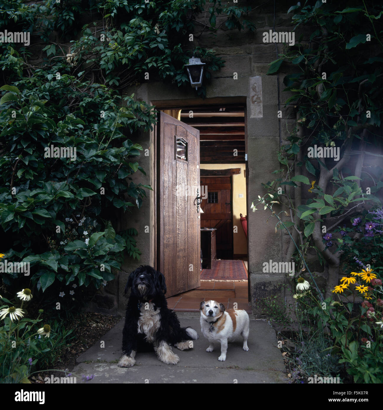 Old English Sheepdog et un vieux chien Jack Russell dans l'embrasure d'une maison de campagne Banque D'Images