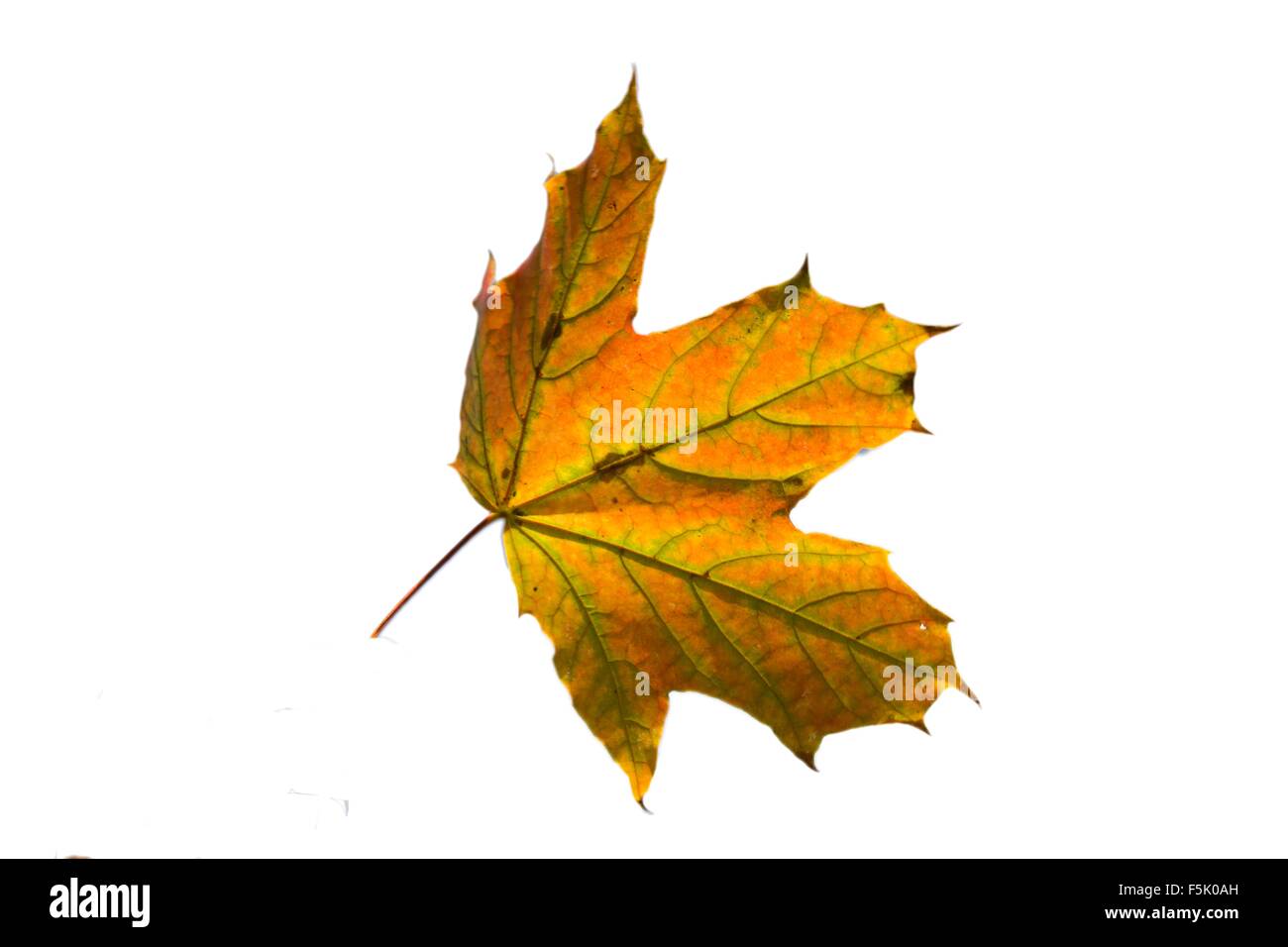 Les feuilles qui tombent - automne couleur Banque D'Images