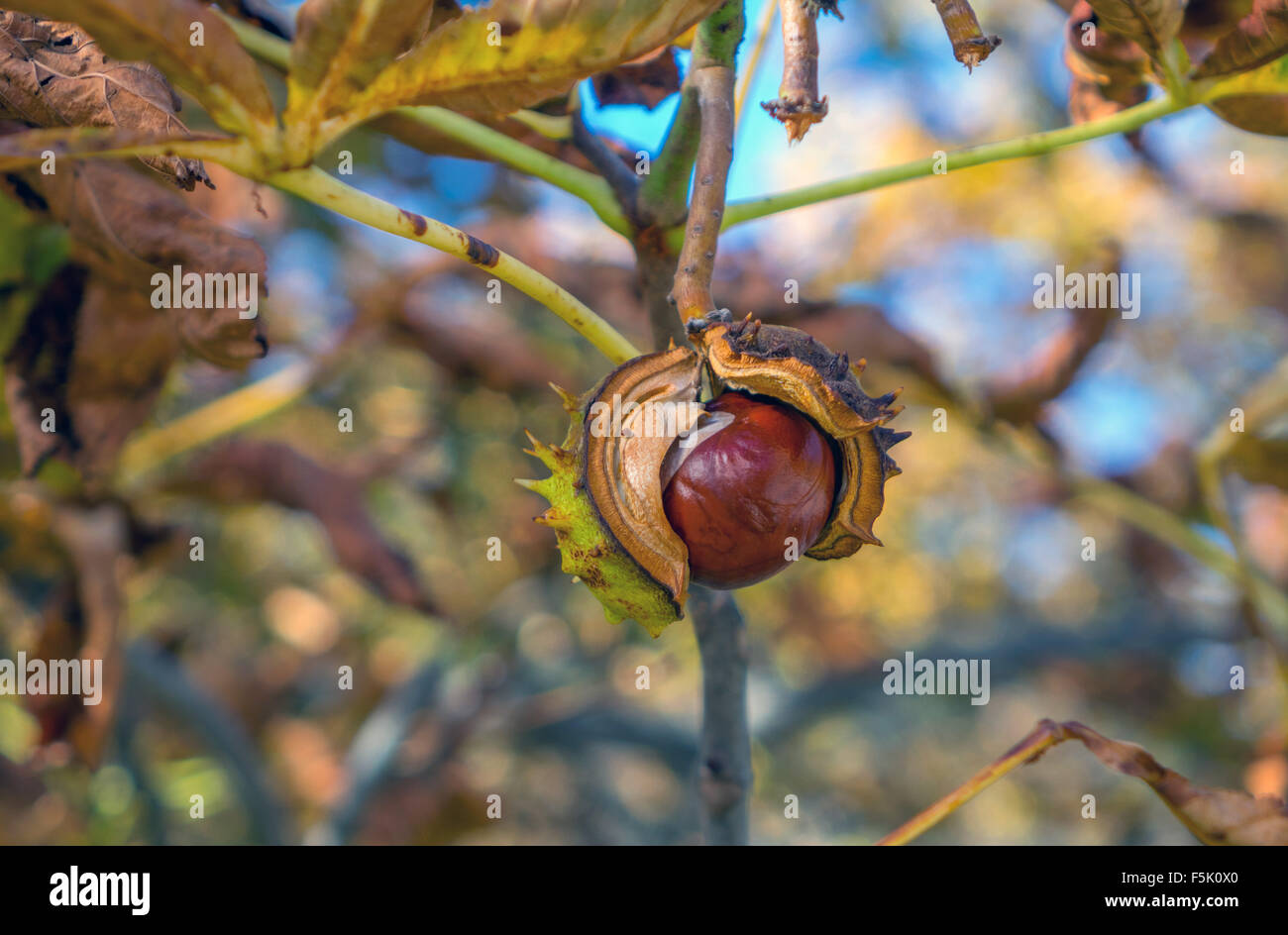 Fruits Marrons cheval conkers hanging on tree Banque D'Images