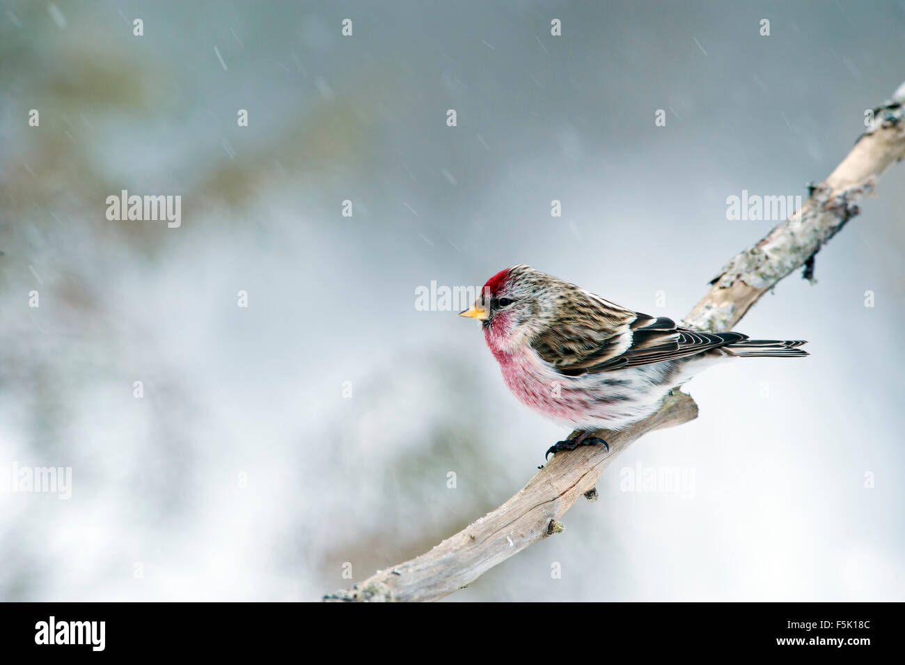 Sizerin blanchâtre Banque D'Images