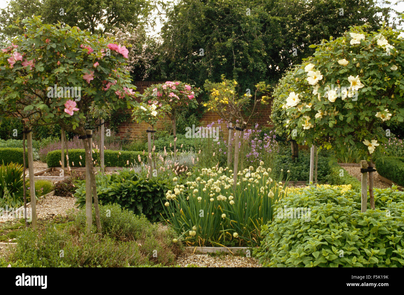 Rose et de crème rose standard sous-arbres plantés avec feuillage vert dans un grand jardin de campagne fortifiée Banque D'Images