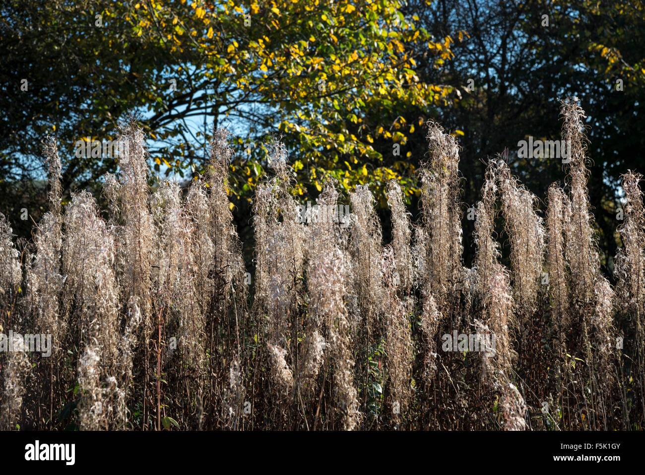 Rosebay Willowherb (Epilobium angustifolium) avec des têtes de graine dans la lumière du soleil du matin. Banque D'Images