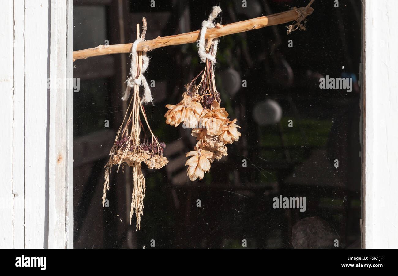 Bouquets secs accroché derrière la fenêtre en Finlande Banque D'Images