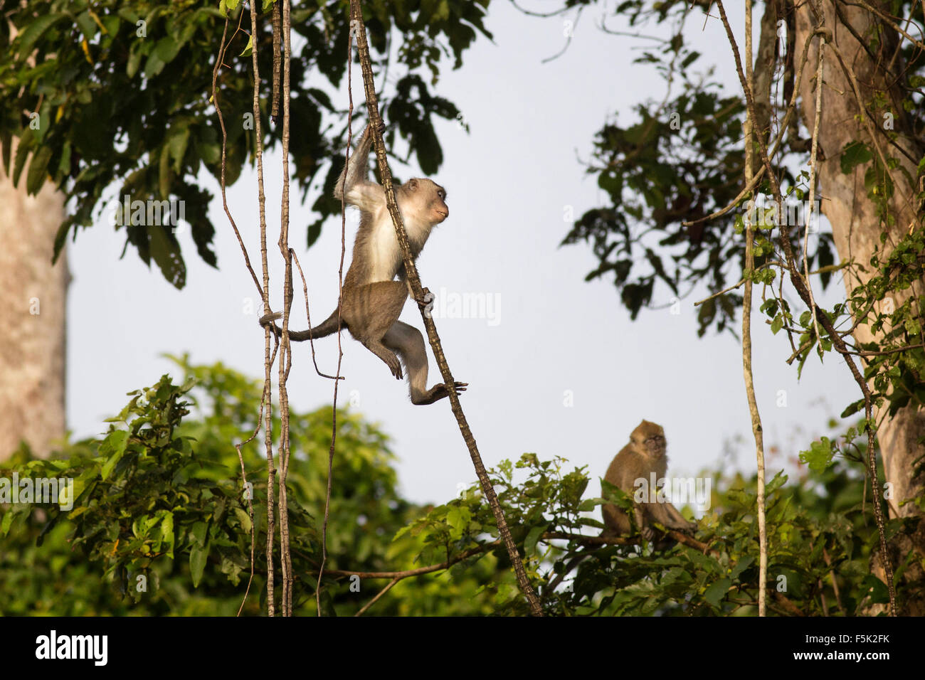 Les macaques sauvages de Bornéo dans la jungle autour de la rivière Kinabatangan Banque D'Images