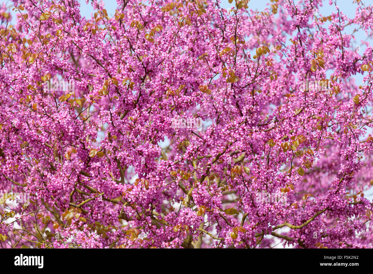 Blossom de Judas tree Cercis siliquastrum, Beth Chatto Gardens Banque D'Images