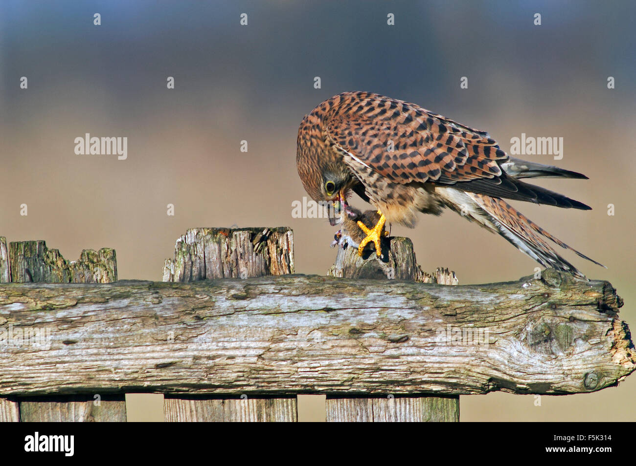 Faucon crécerelle (Falco tinnunculus) femelle sur weathered barrière en bois qui se nourrissent de proies capturées de la souris Banque D'Images