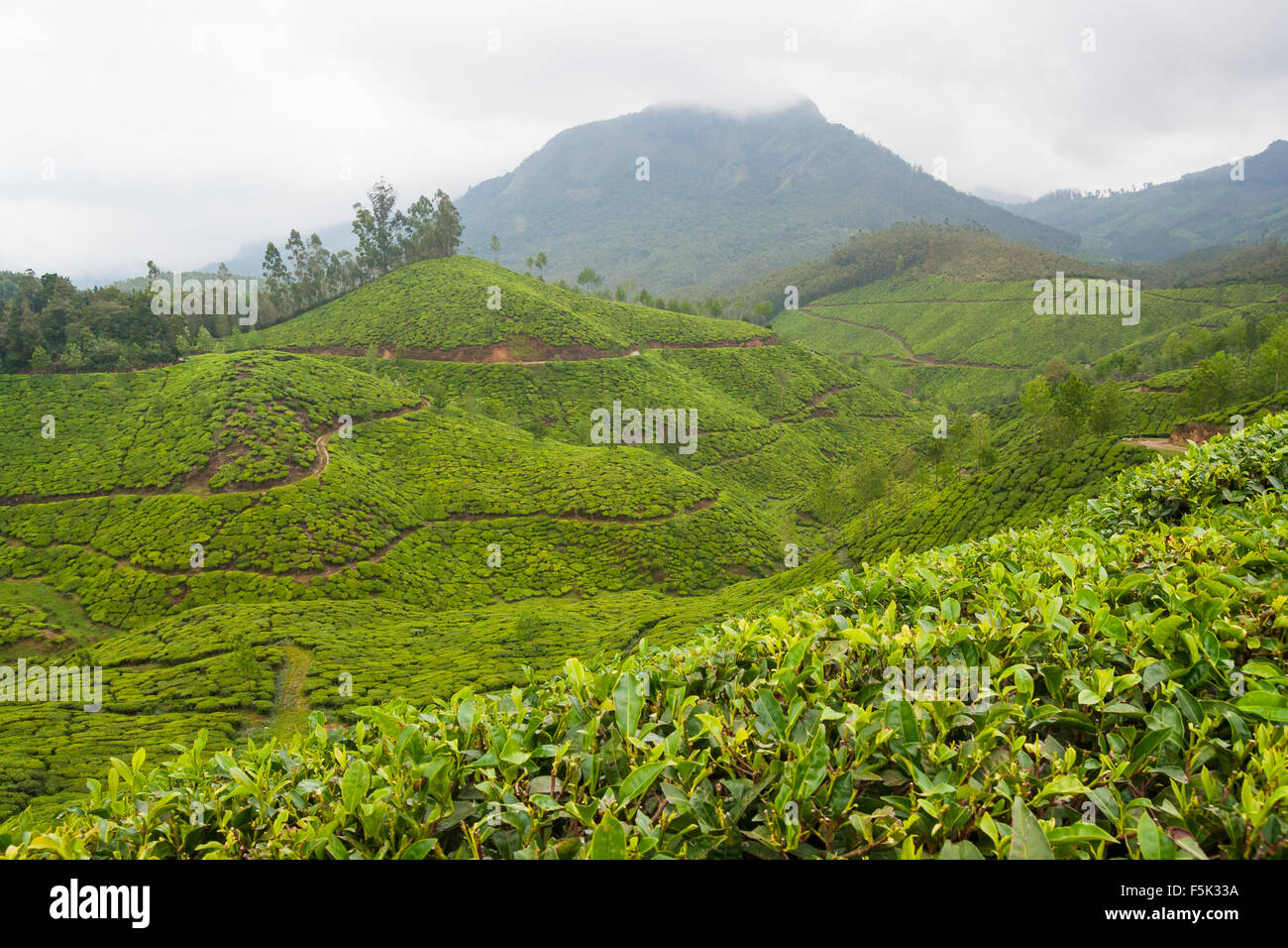 Les plantations de thé munnar inde Banque D'Images