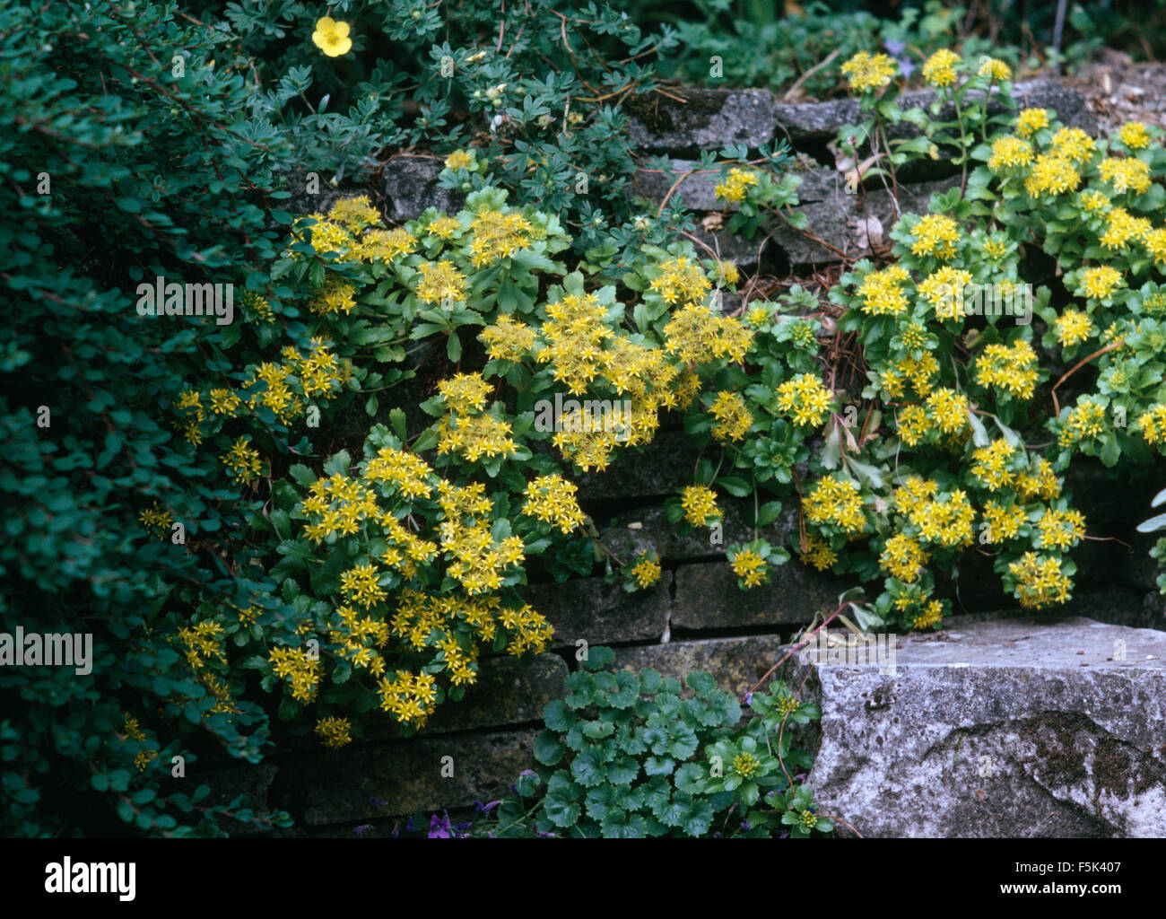 Close-up of a yellow spring flowering Sedum Banque D'Images