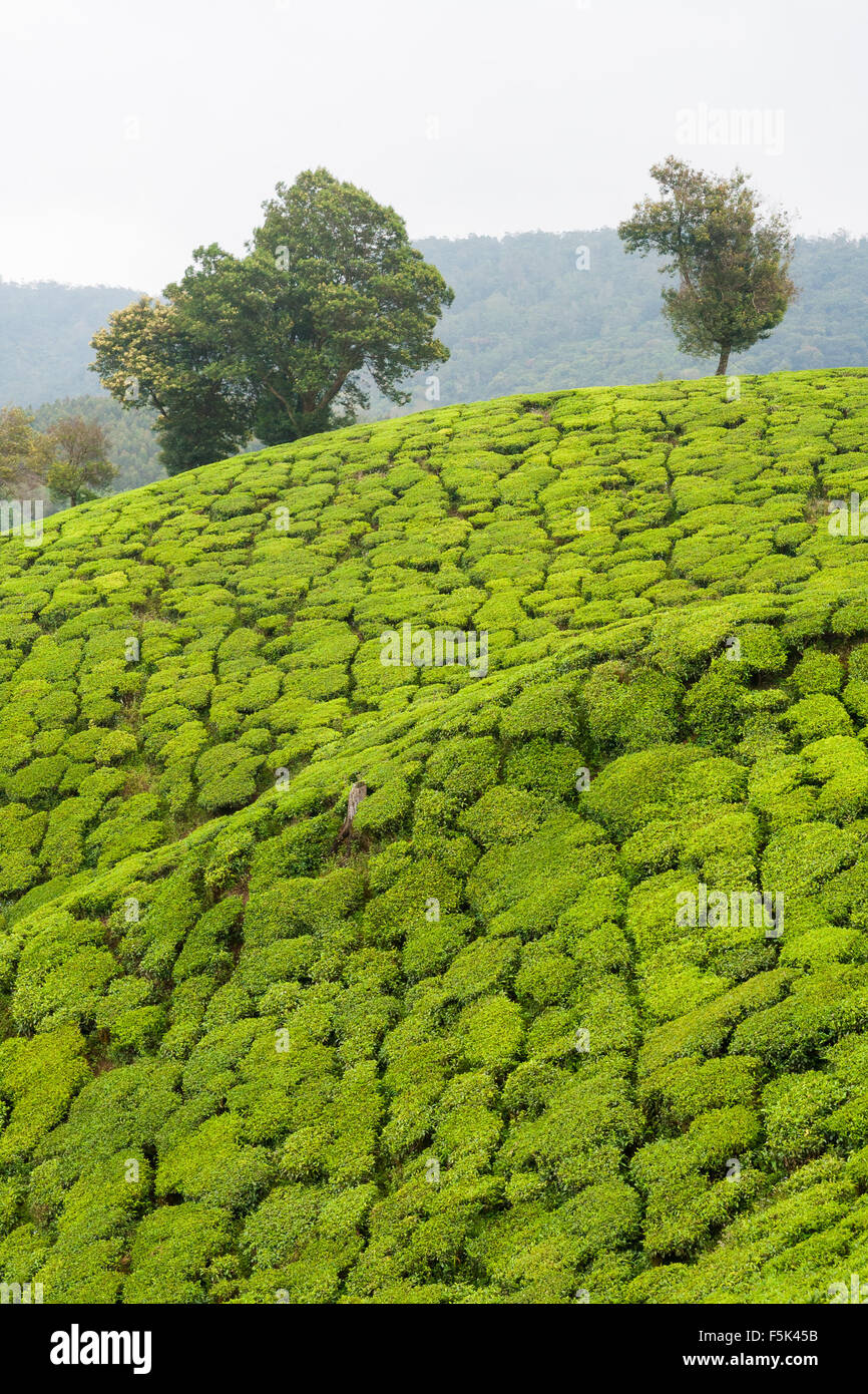Les plantations de thé munnar inde Banque D'Images