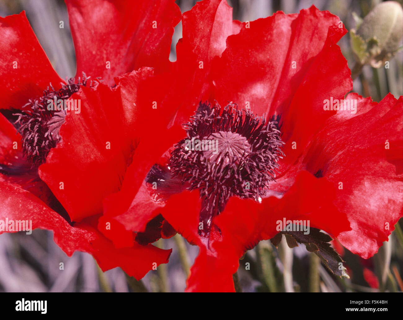 Close-up of red Poppies Oriental Banque D'Images