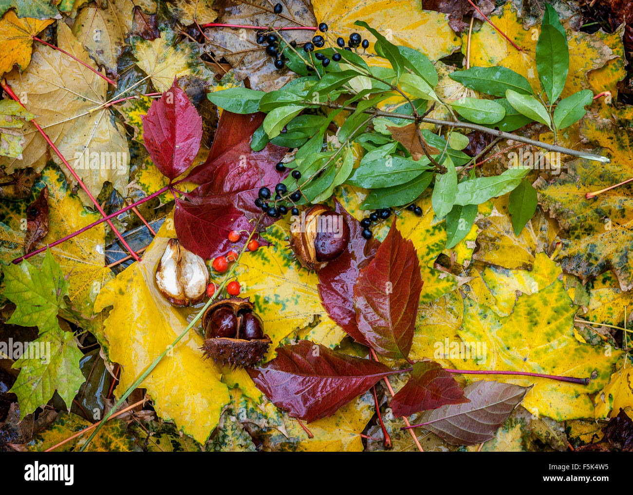 Multi-couleur des feuilles mortes, fruits baies , marronnier muguet . Banque D'Images
