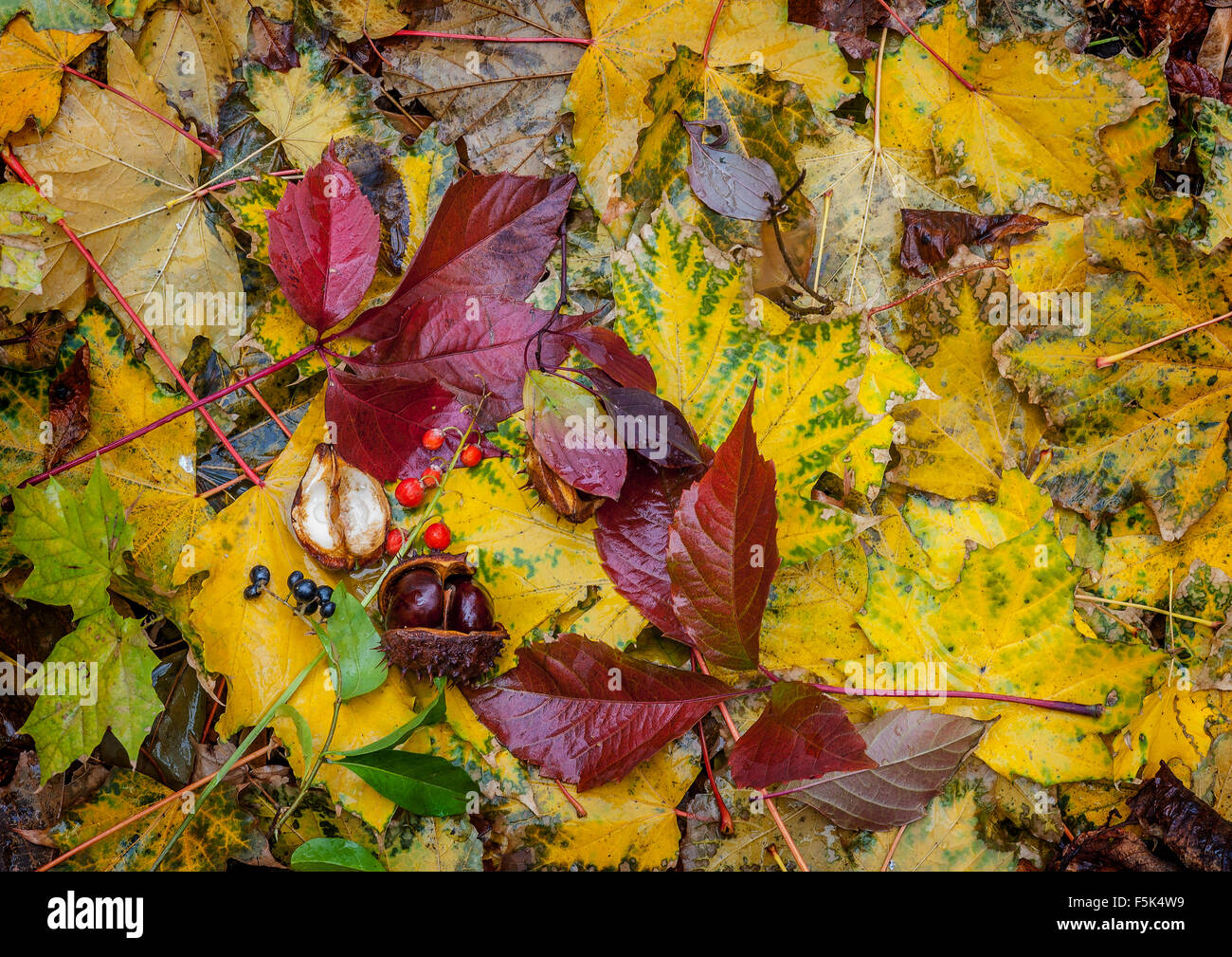 Explosion de couleurs d'automne . Caucase du Nord. Multi-couleur des feuilles mortes, fruits baies , marronnier muguet . Banque D'Images