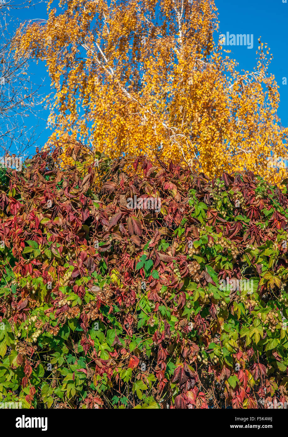 Explosion de couleurs d'automne . Le nord du Caucase, la Russie. Les feuilles colorées de raisins sauvages sur fond de ciel bleu et de bouleau d'or . Banque D'Images