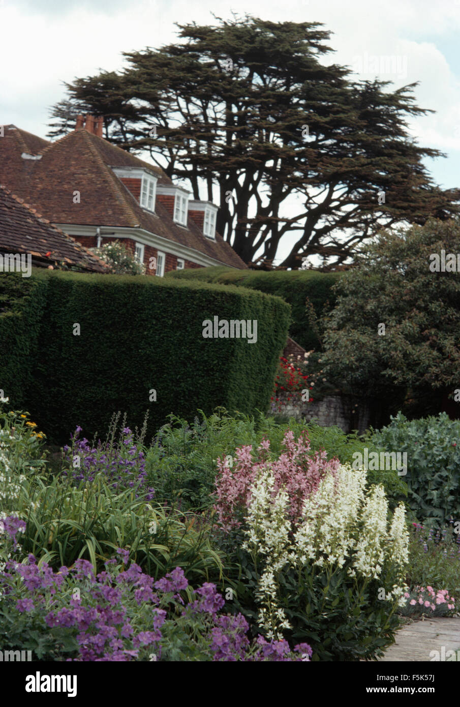 Géraniums vivaces bleus et blancs en frontière dans jardin avec une haie coupée et un cèdre Banque D'Images
