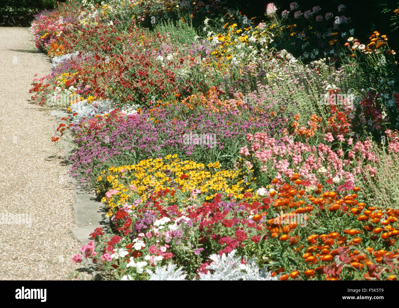 Helichrysum orange rose avec antirrhinums dans une frontière d'été Banque D'Images