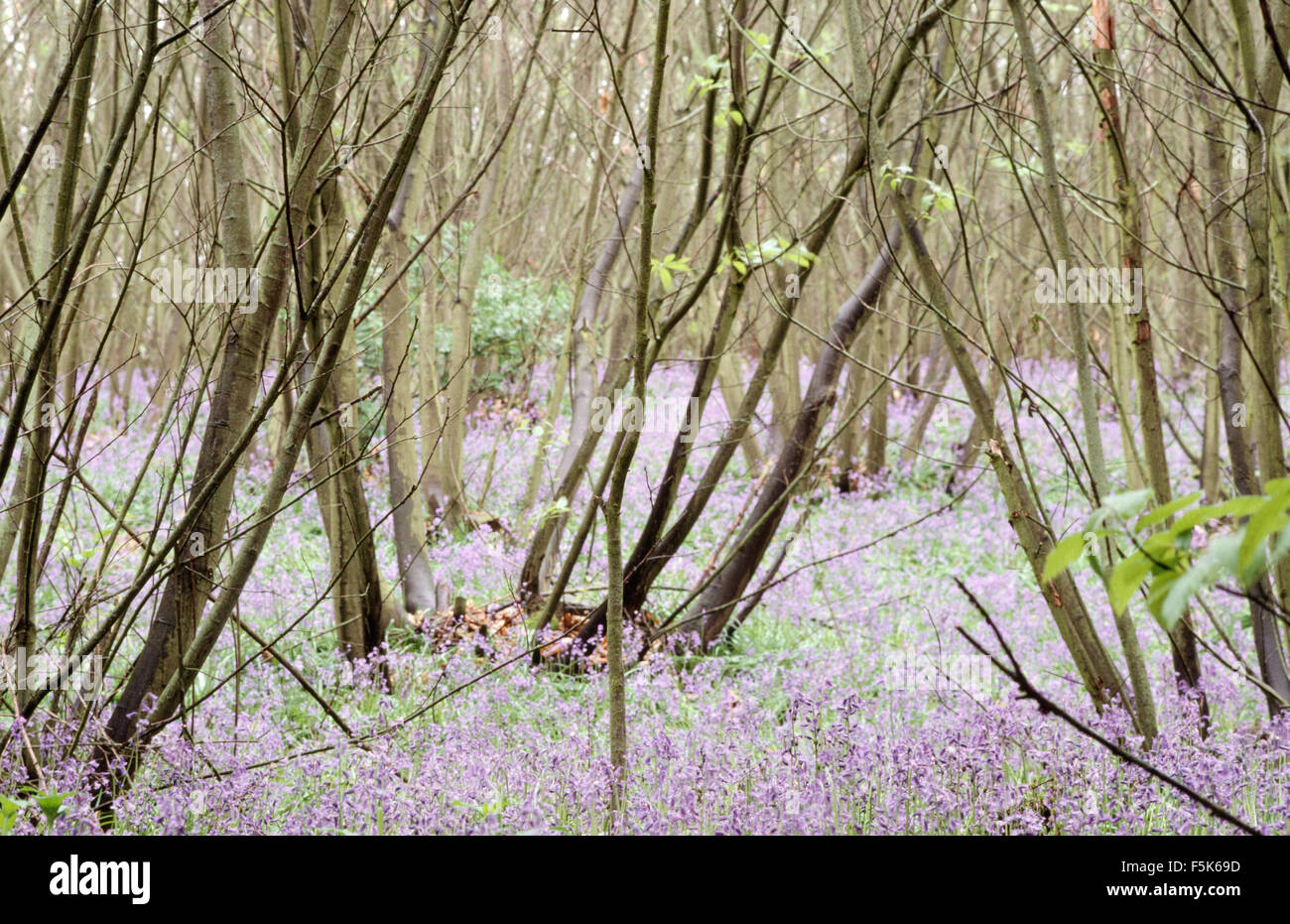 Un petit tapis de jacinthes des bois Banque D'Images