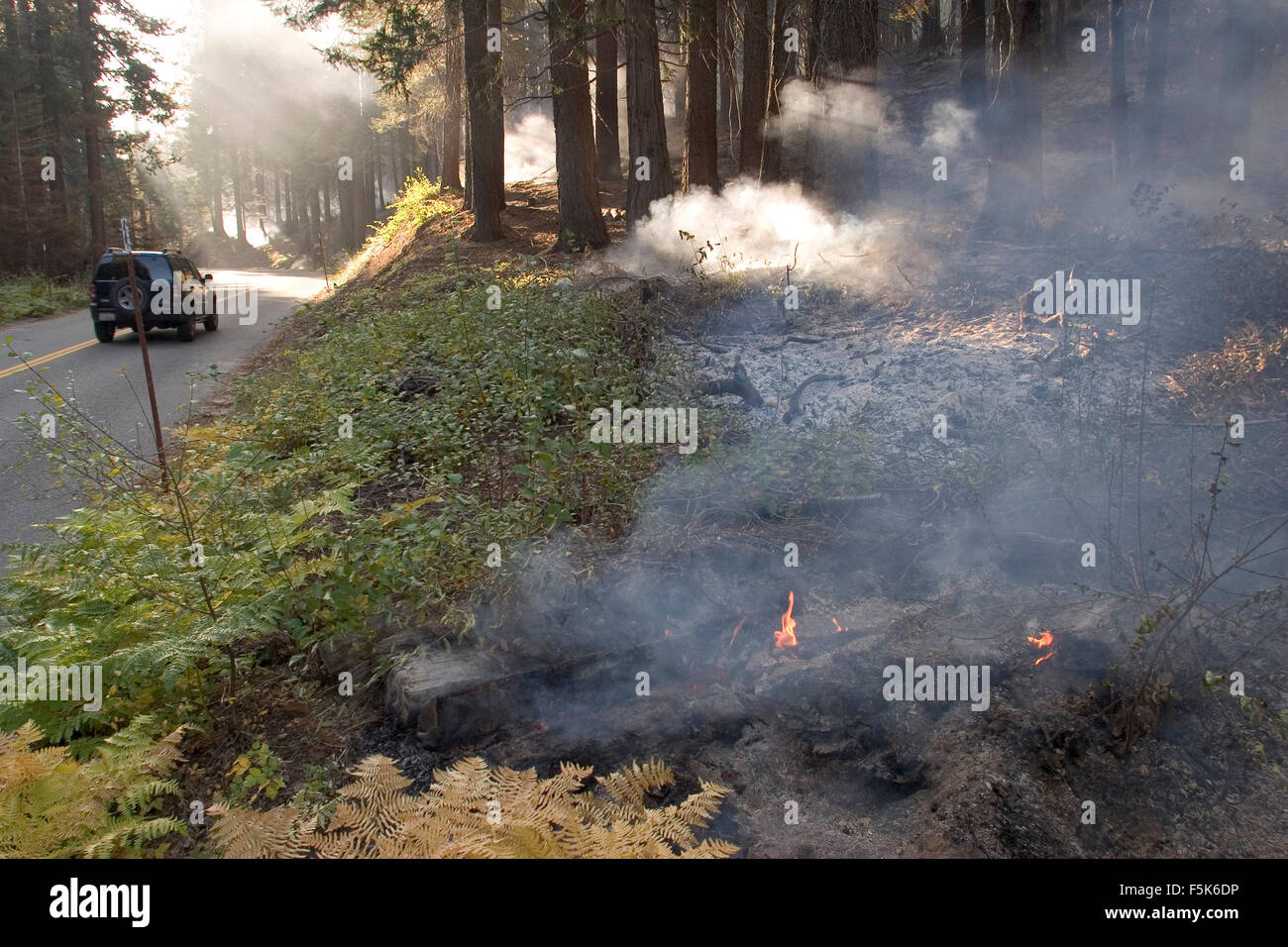 Nov 27, 2005 ; Yosemite, CA, USA ; "prescrit" ou "brûlage dirigé" est une partie de la gestion des forêts. Le feu est un élément naturel de l'écologie forestière et contrôlé le feu est un outil utile pour les forestiers. Combustion contrôlée stimule la germination de certains arbres forestiers hautement souhaitable, renouvelant ainsi la forêt. Certaines graines, tels que sequoia, restent en dormance jusqu'à ce que l'incendie se décompose l'enrobage des semences. Une autre considération est en fait la lutte contre les incendies. En Floride, au cours de la sécheresse en 1998, incendies catastrophiques ont brûlé un certain nombre de foyers. Mais les gestionnaires forestiers remarque que le vrai problème était que les bur Banque D'Images