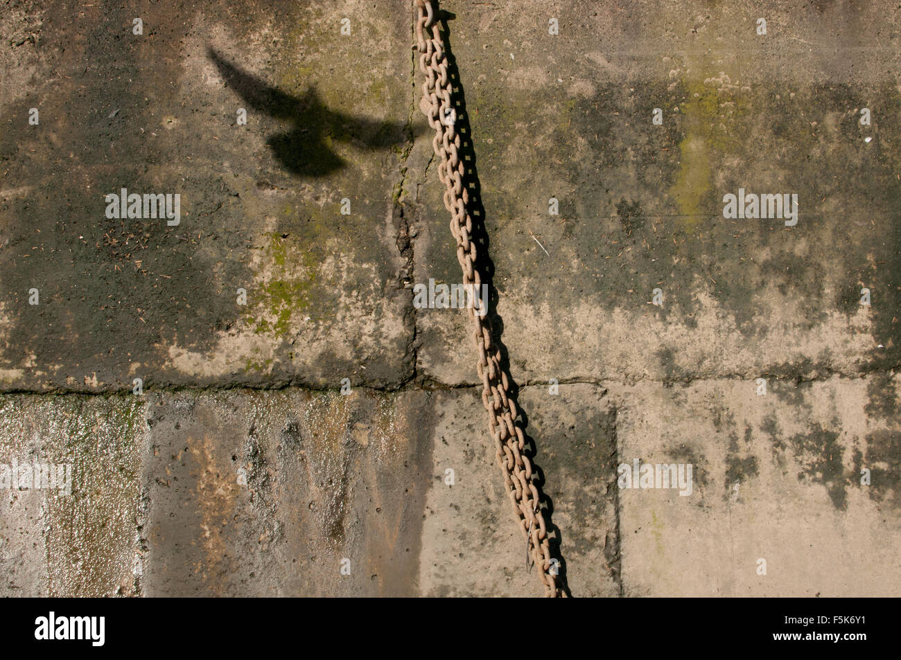 Ombre d'une mouette contre un mur de berge Banque D'Images