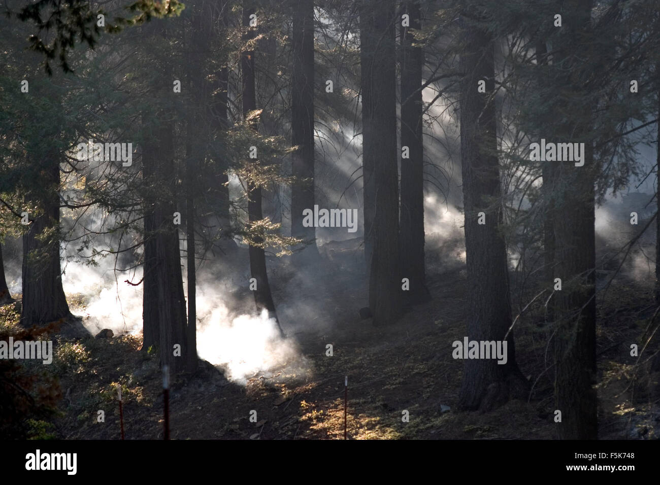 Nov 27, 2005 ; Yosemite, CA, USA ; "prescrit" ou "brûlage dirigé" est une partie de la gestion des forêts. Le feu est un élément naturel de l'écologie forestière et contrôlé le feu est un outil utile pour les forestiers. Combustion contrôlée stimule la germination de certains arbres forestiers hautement souhaitable, renouvelant ainsi la forêt. Certaines graines, tels que sequoia, restent en dormance jusqu'à ce que l'incendie se décompose l'enrobage des semences. Une autre considération est en fait la lutte contre les incendies. En Floride, au cours de la sécheresse en 1998, incendies catastrophiques ont brûlé un certain nombre de foyers. Mais les gestionnaires forestiers remarque que le vrai problème était que les bur Banque D'Images