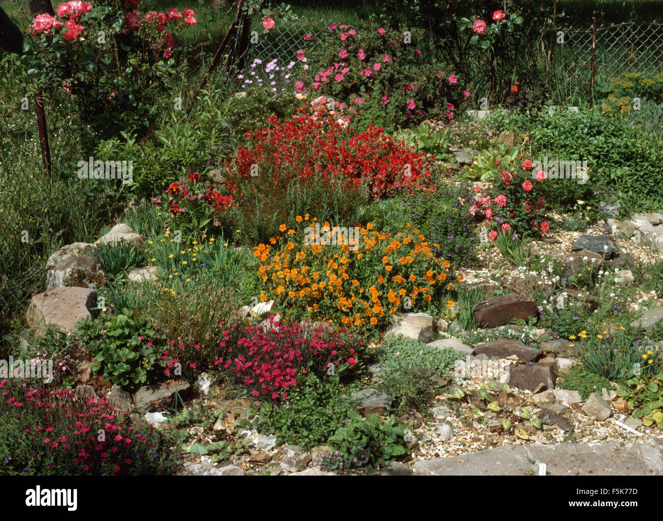 Orange et rouge helianthemum poussant dans le jardin de rocaille Banque D'Images