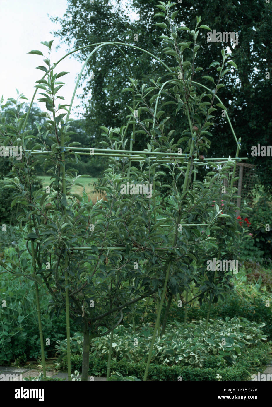 Cadre autour de petit pommier dans un pays potager Banque D'Images