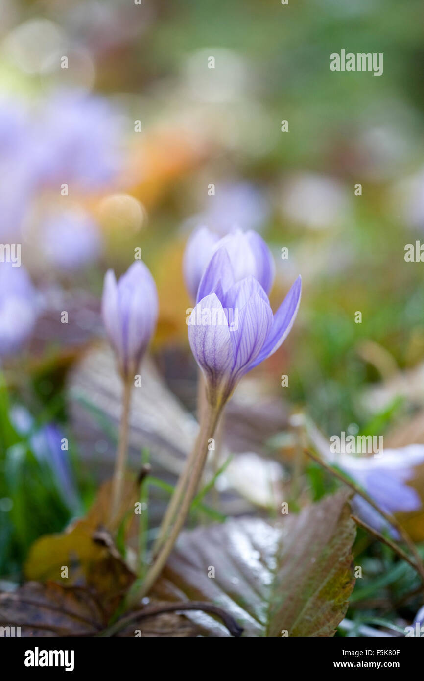 Crocus speciosus. Crocus en fleurs d'automne. Banque D'Images