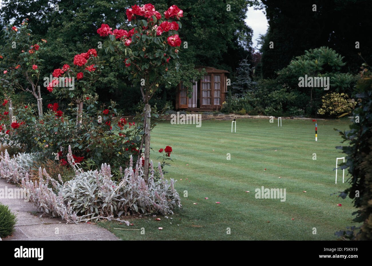 Rose rouge standard sous-arbres plantés de stachys lanata dans une frontière d'été à côté d'un terrain de croquet Banque D'Images