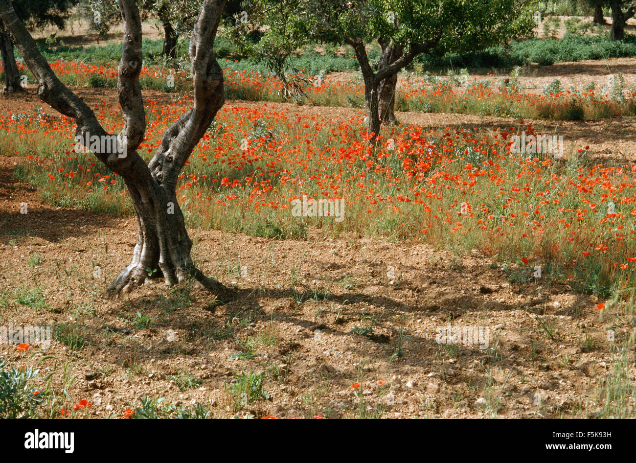 Poppies growing en terrain accidenté dans le sud de la France Banque D'Images