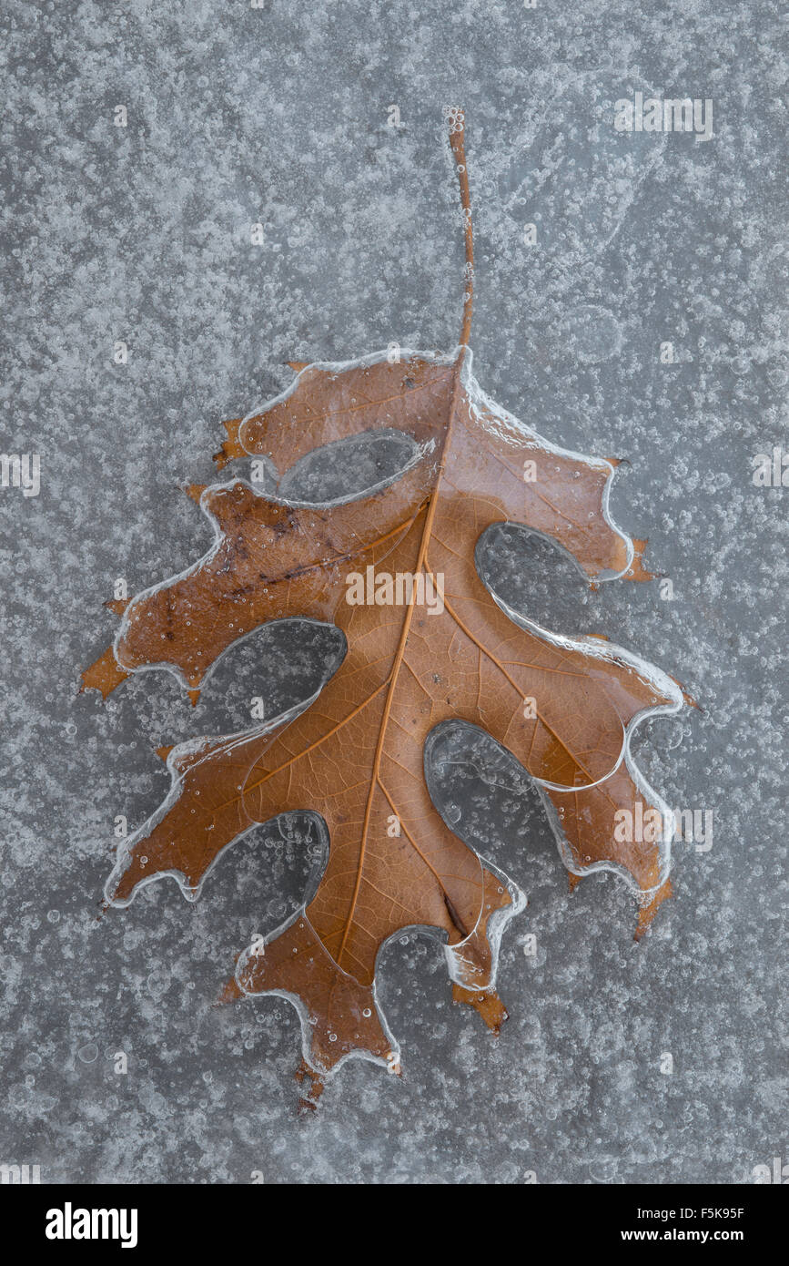 Feuille de chêne des marais (Quercus spp) pris dans la glace. E. Amérique du Nord Banque D'Images