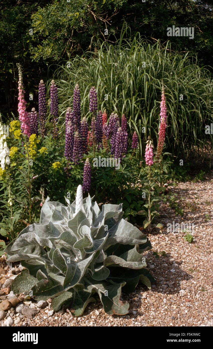 Feuilles gris violet Verbascum avec lupin et rose digitales dans le gravier Banque D'Images