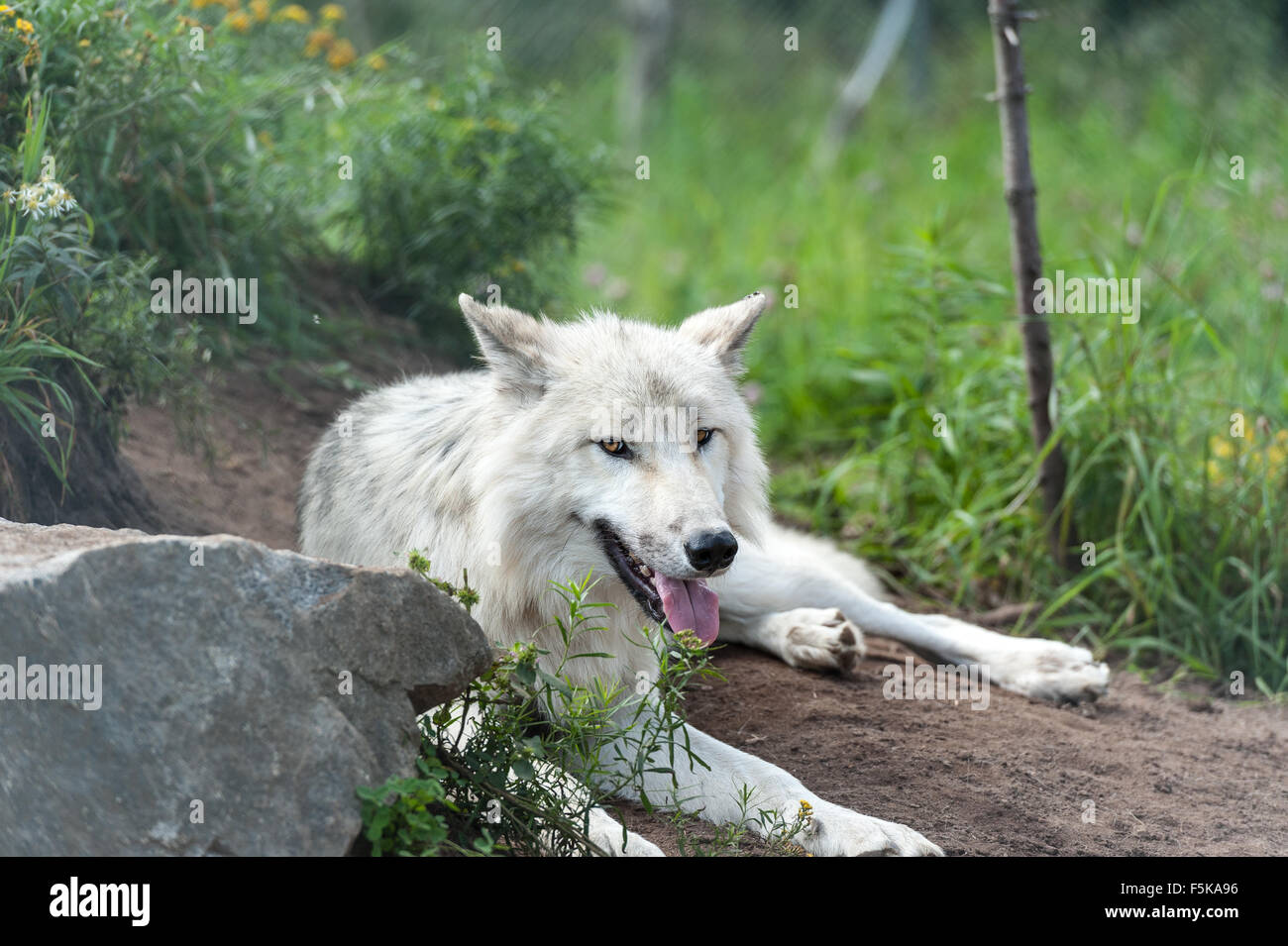 Loup gris sauvage au Québec, Canada Banque D'Images