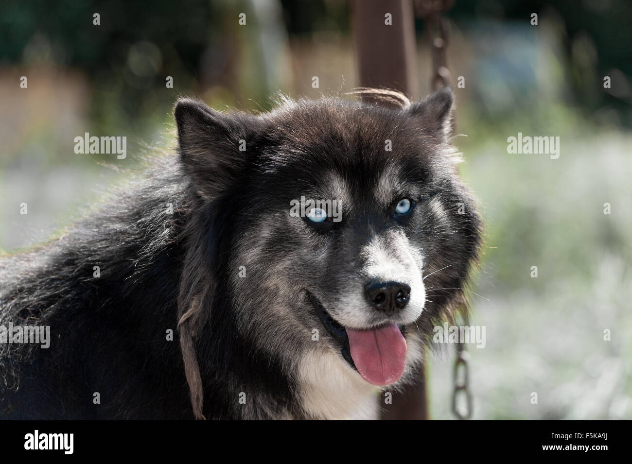 Chien Husky Sibérien noir aux yeux bleus, looking at camera Banque D'Images