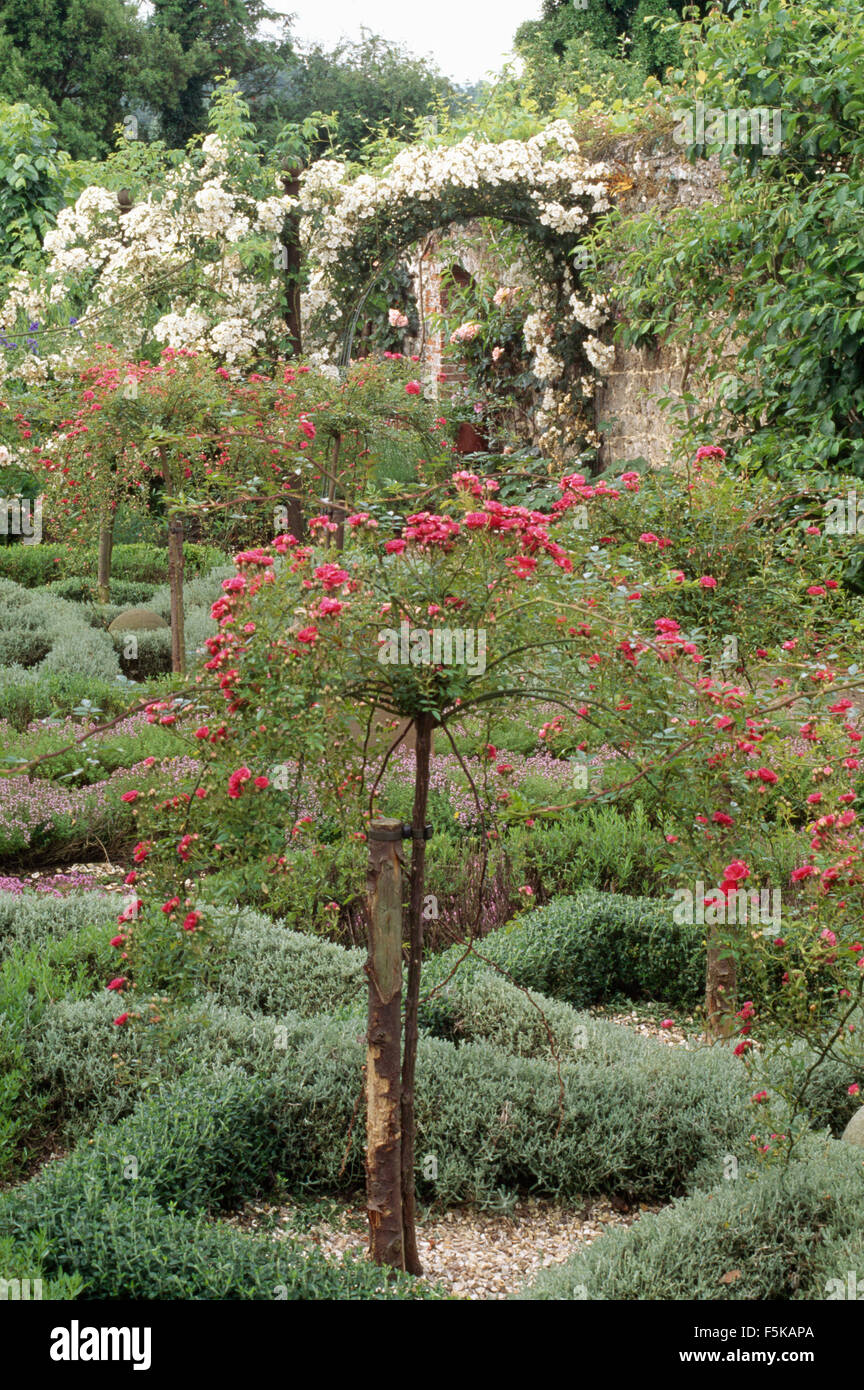 Standard rouge bordée de roses lavande coupée dans un jardin muré avec noeud rose roses sur les murs d'escalade Banque D'Images