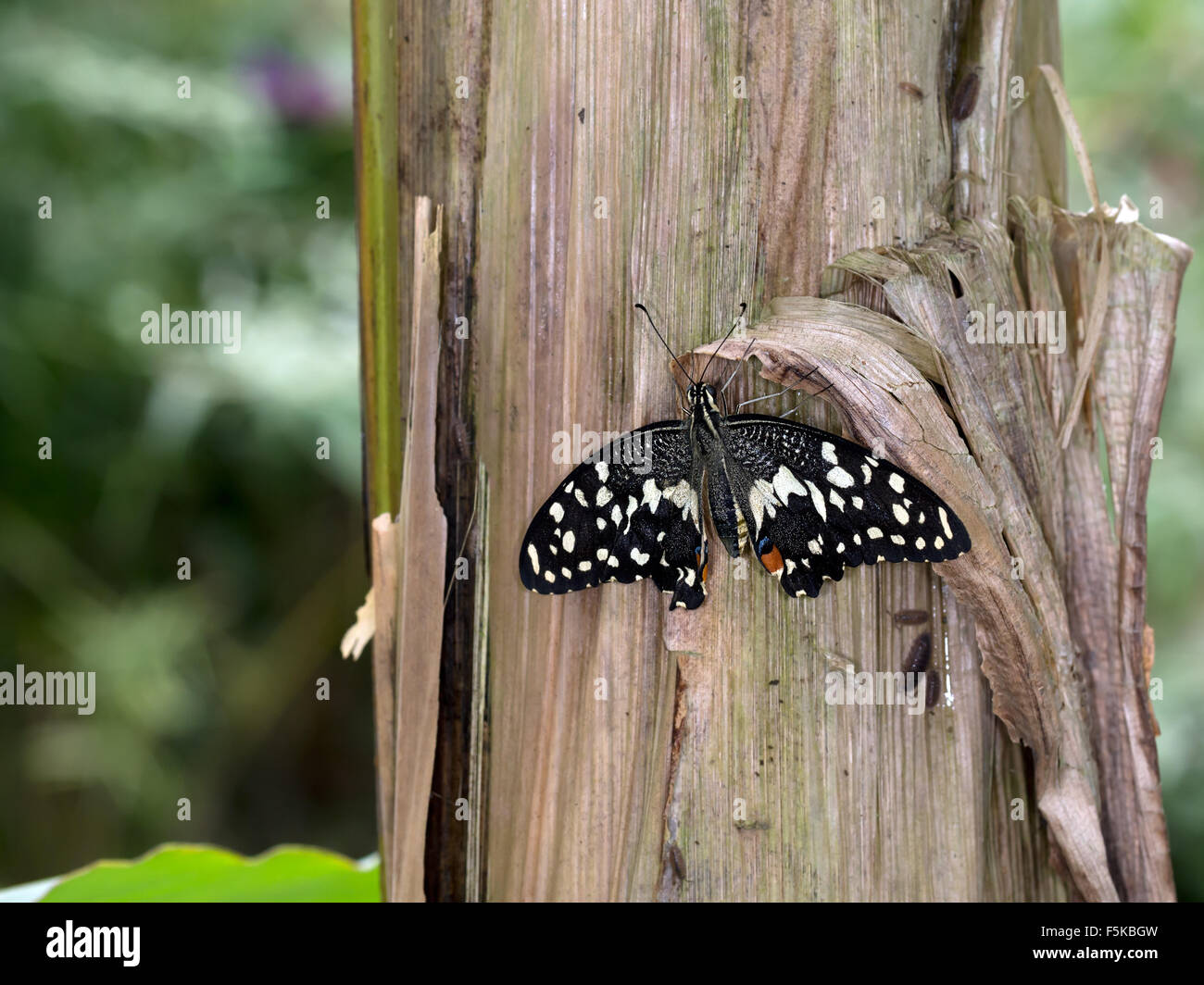 Papilio demoleus est une espèce commune et répandue swallowtail butterfly. Le papillon est également connu sous le nom de chaux commune papillon, lim Banque D'Images