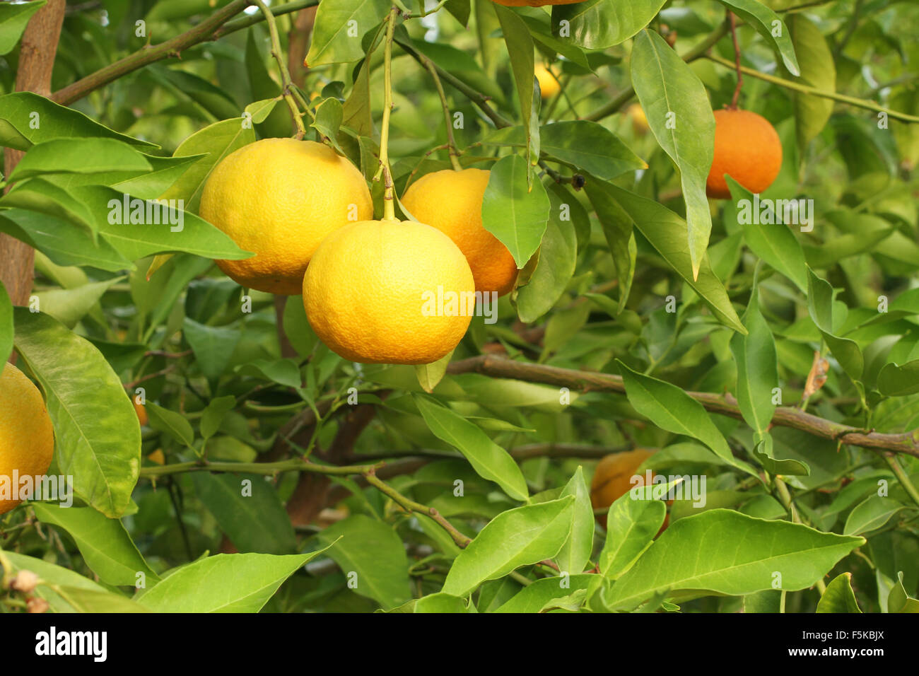 Les fruits jaunes mûrs sur Yuzu - bush citron japonais Banque D'Images