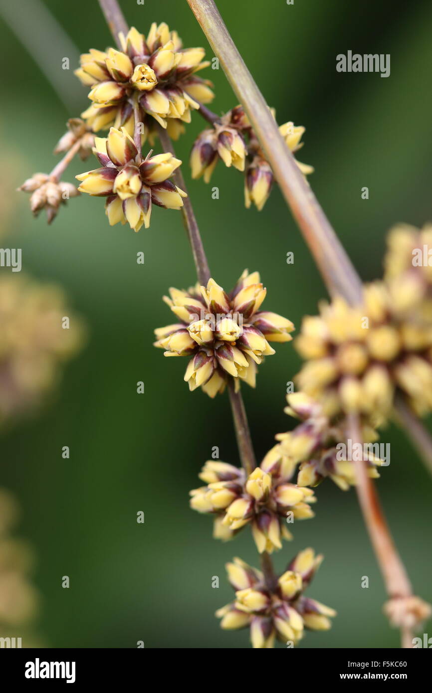 Lomandra longifolia ou également connu sous le nom de tortue à tête de Mat-rush, herbe Panier Banque D'Images