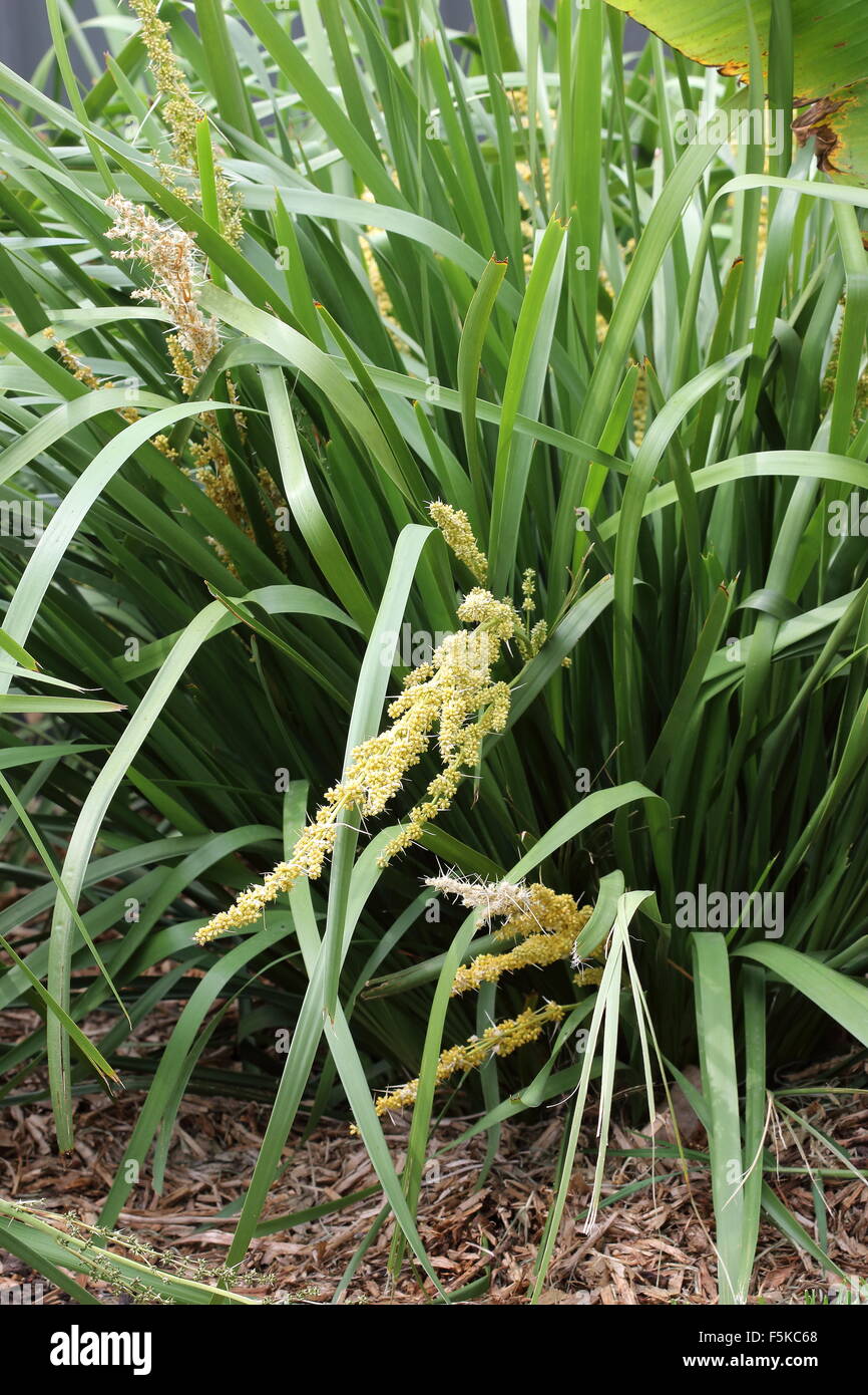 Lomandra longifolia ou également connu sous le nom de tortue à tête de Mat-rush, herbe Panier Banque D'Images