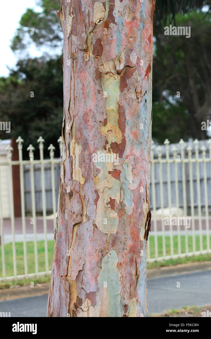 Tronc d'arbre d'eucalyptus Banque D'Images