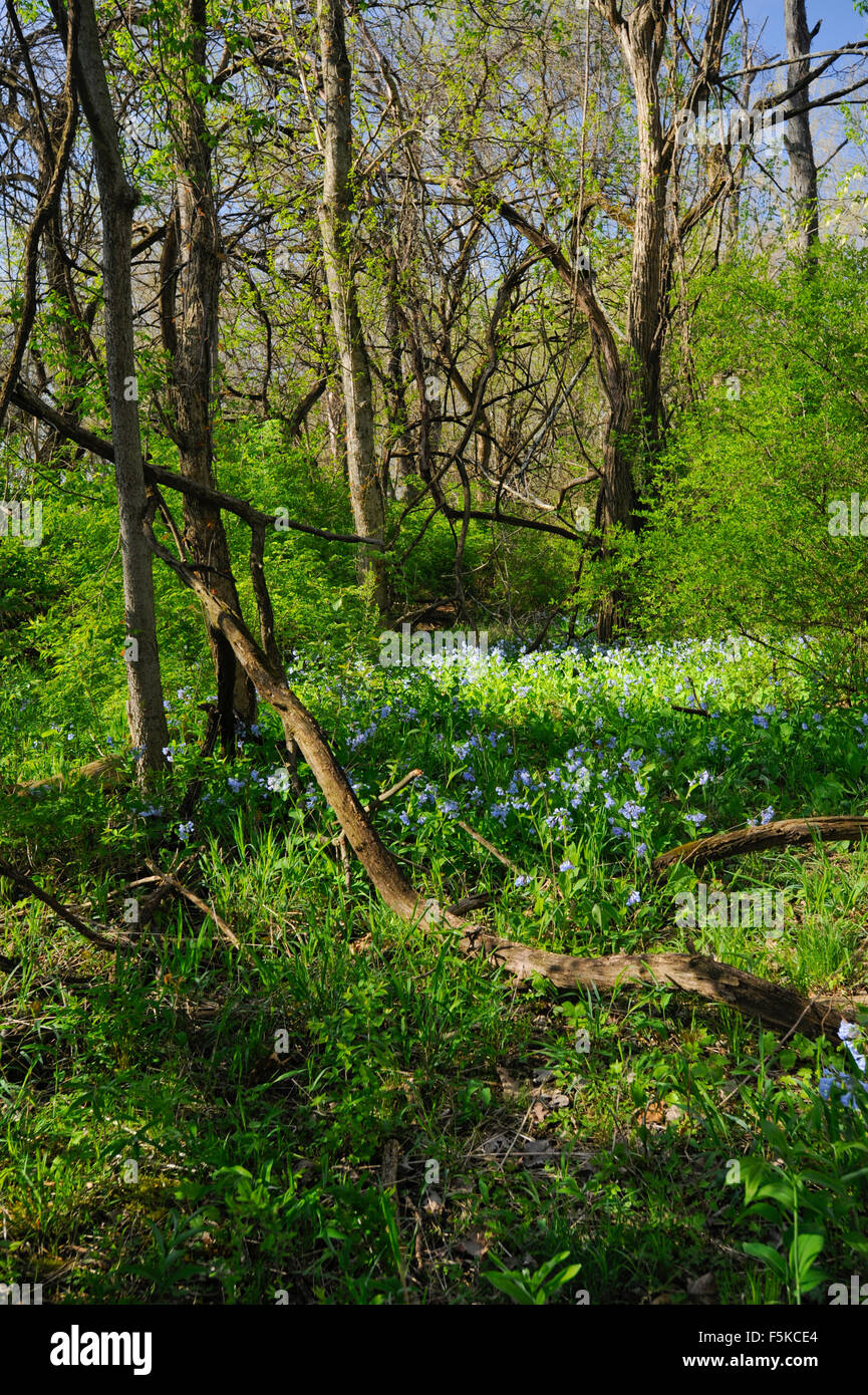 Virginia Bluebells à Columbus, dans l'Indiana park. (Mertensia virginica) Banque D'Images