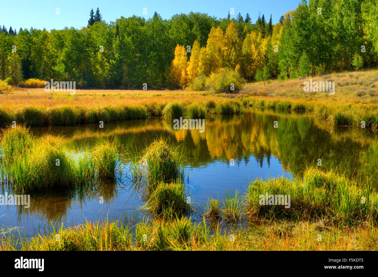 Un étang sans nom dans le bassin du ruisseau de Bull sur le Colorado's Grand Mesa. Un véhicule est nécessaire pour se rendre ici. Banque D'Images