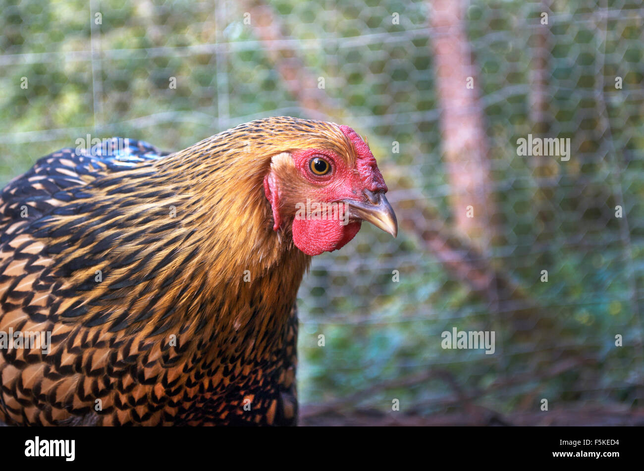 La ponte des poules bio Banque D'Images