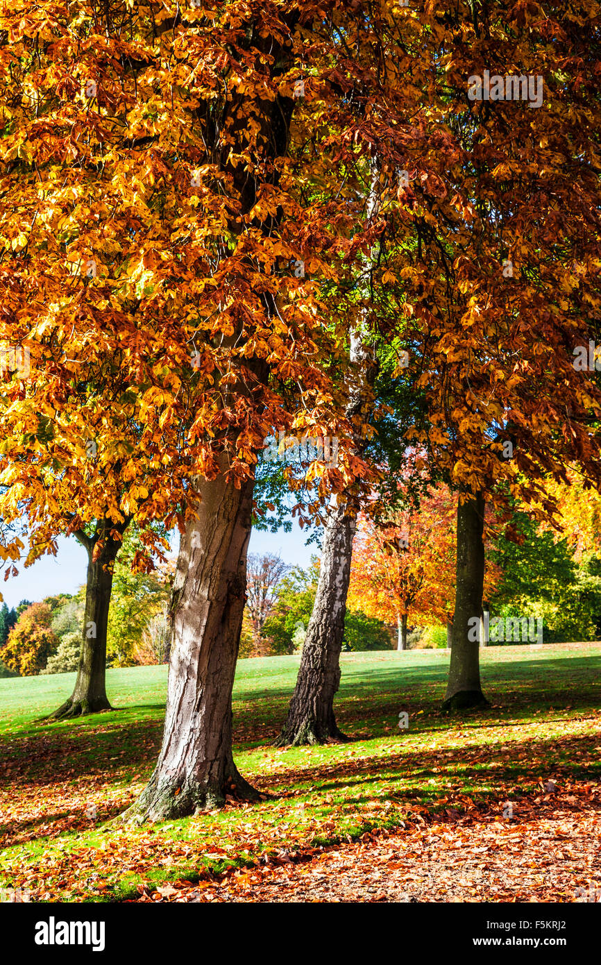 Le parc sur le Bowood Estate dans le Wiltshire en automne. Banque D'Images