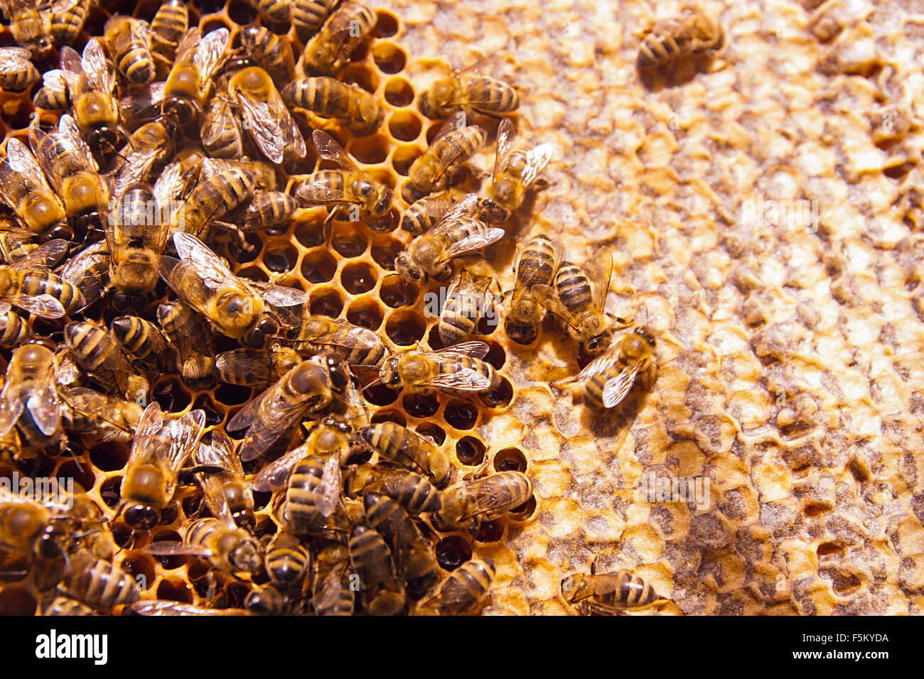 Vue rapprochée du groupe de travail sur le nid d'abeilles avec du miel doux. Le miel est l'apiculture produits sains. Le miel d'abeilles recueillies dans Banque D'Images