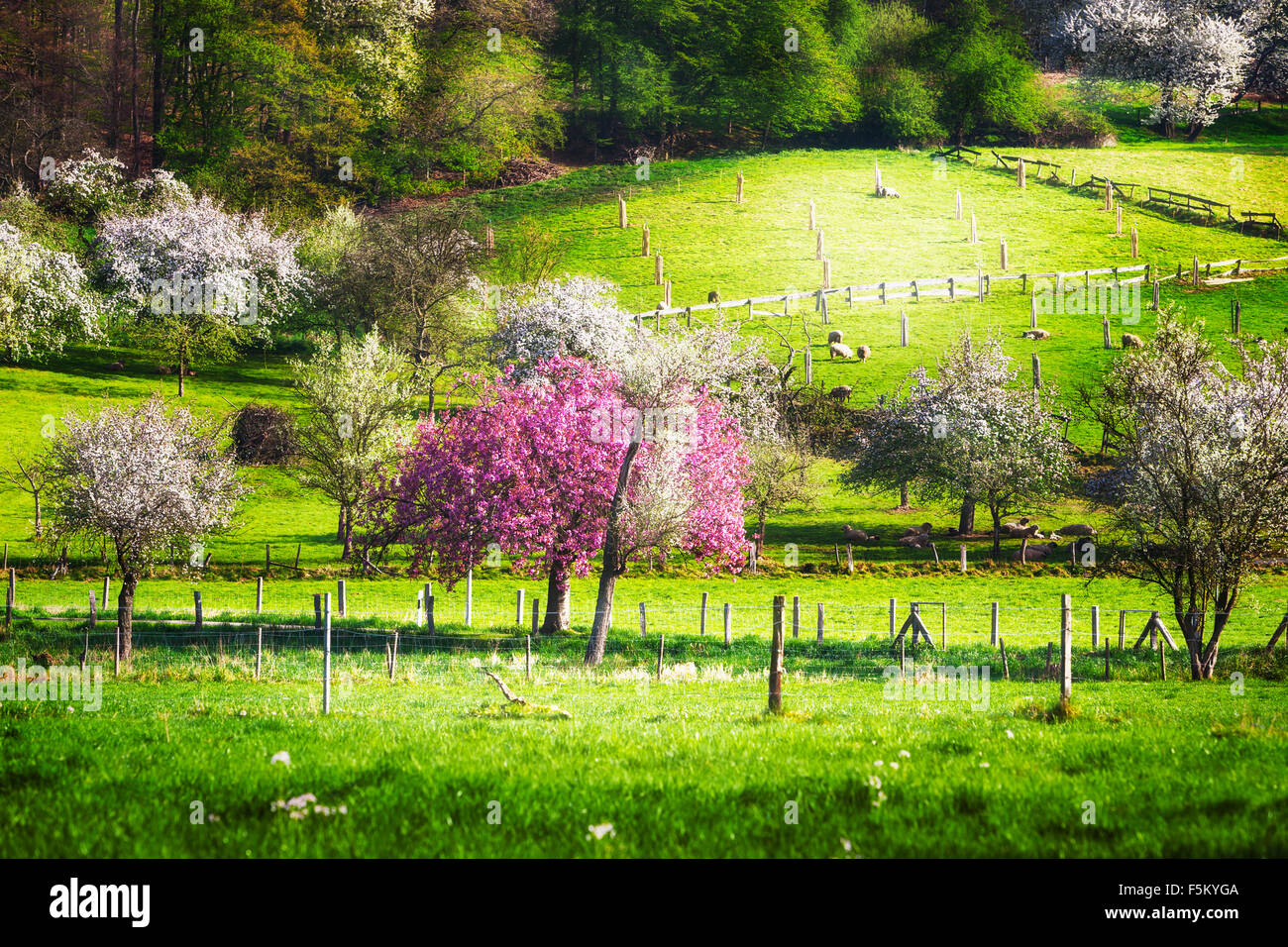 Printemps paysage idyllique avec des arbres en fleurs, vert prairie et troupeau de moutons. Beauté dans la nature Banque D'Images