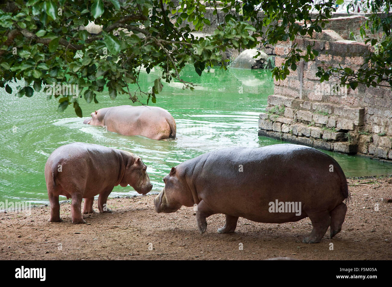 Hippopotame, nandankanan Zoological Park, Bhubaneswar, Inde, Asie, d'odisha Banque D'Images