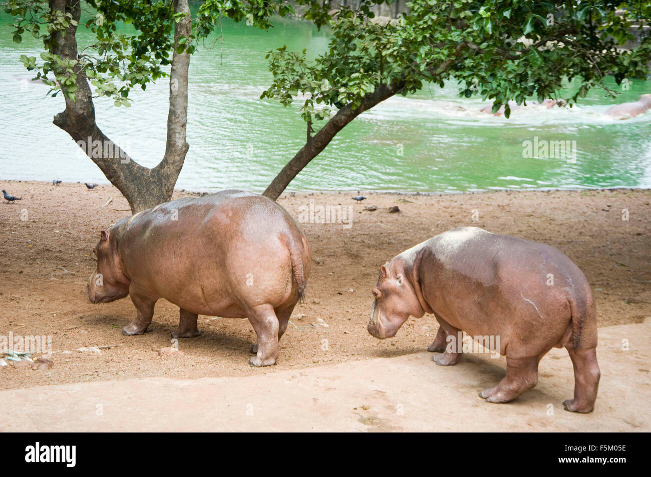 Hippopotame, nandankanan Zoological Park, Bhubaneswar, Inde, Asie, d'odisha Banque D'Images